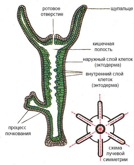 Браузер для кракен