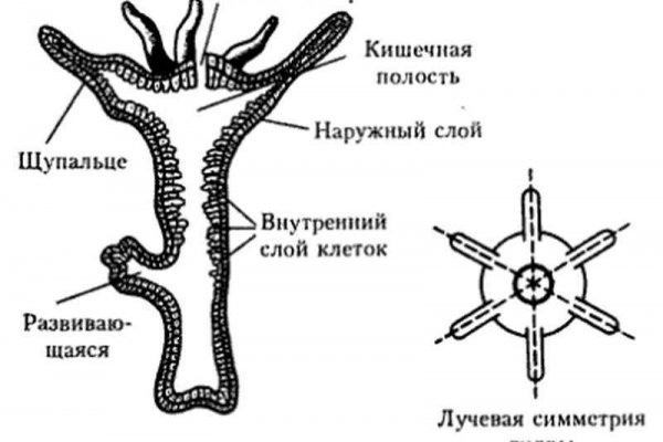 Darknet ссылки