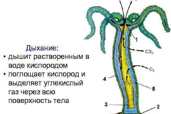 Клир ссылка на кракен 2025