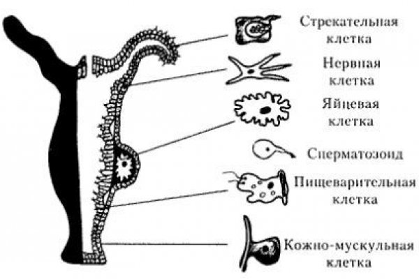 Ссылка на кракен тор браузер