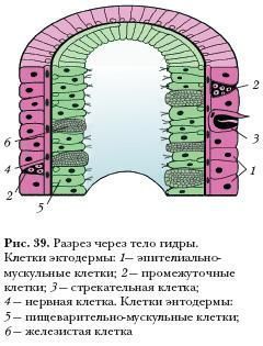 Кракен ссылка на тор официальная онион