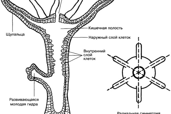 Актуальный домен кракена