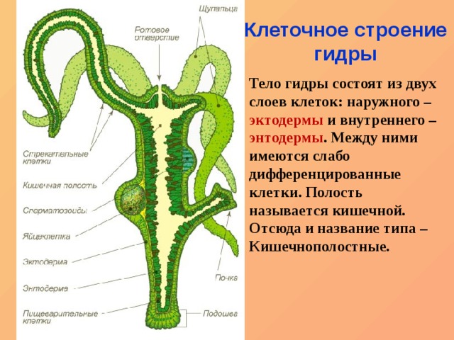 Кракен маркетплейс что там продают